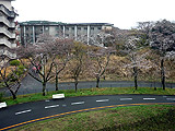 福祉棟の南側の桜