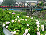 玉川沿いの紫陽花